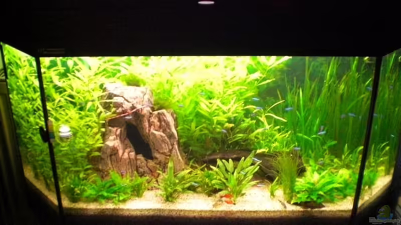 Mein kleine Welt unter Wasser Mein kleine Welt unter Wasser