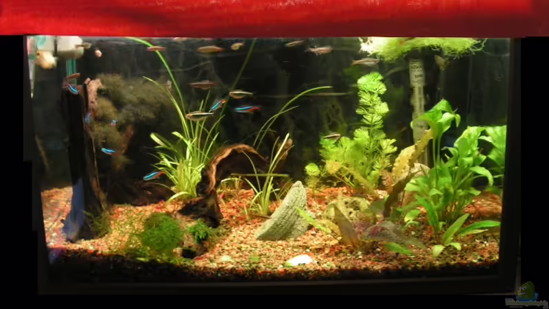 mein kleiner Liebling! mein kleiner Liebling!