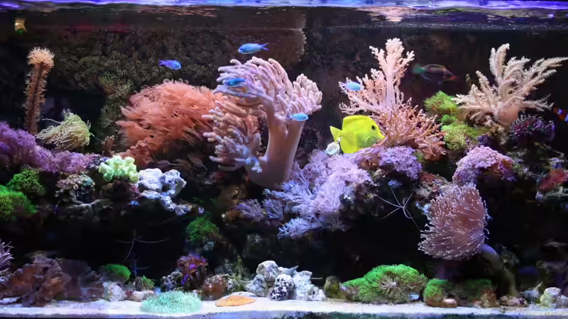 Mein kleines Riff Mein kleines Riff