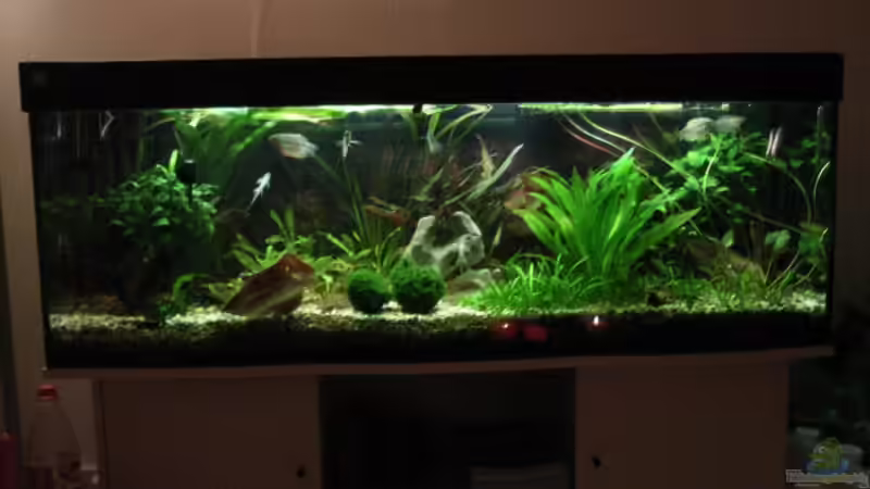 Einrichtungsbeispiele für Labyrinthfische (Kletterfische)