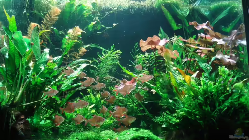 mein Kubus mein Kubus