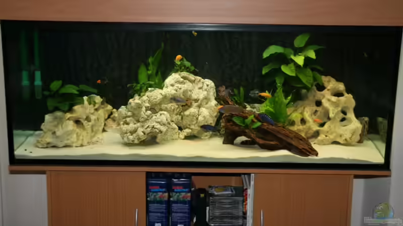 Mein Malawi - Tanganjika Tank Mein Malawi - Tanganjika Tank