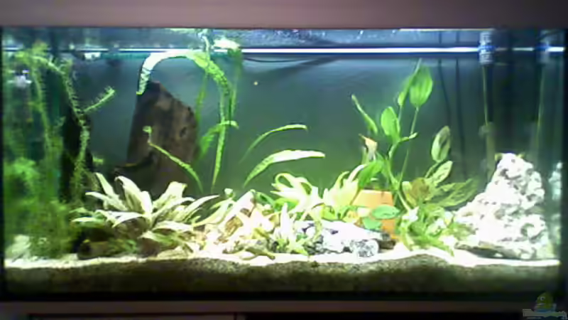 Mein Malawi-, und Tanganjikaseebecken Mein Malawi-, und Tanganjikaseebecken