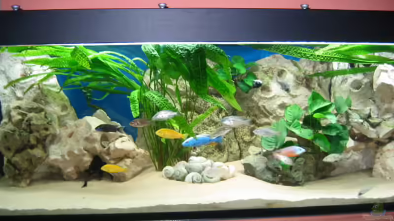 Mein Malawi 1.8.07 Mein Malawi 1.8.07