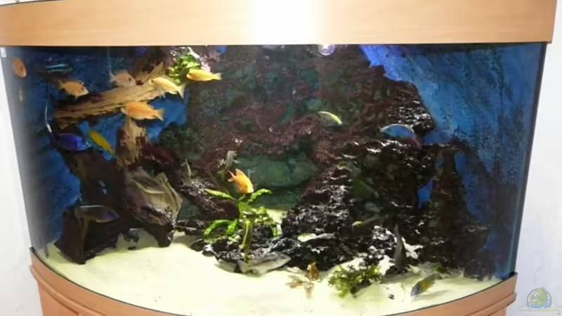 Mein Malawi Becken Mein Malawi Becken