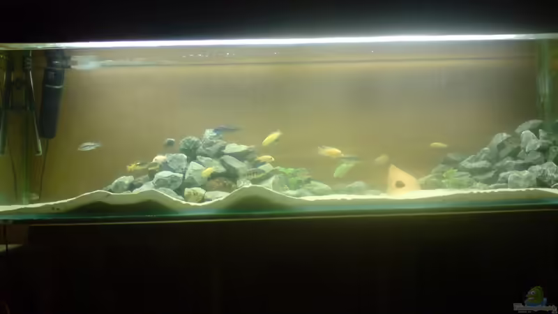 mein malawi becken mein malawi becken