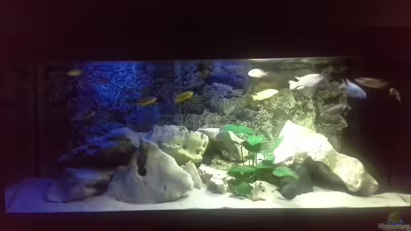 Mein Malawibecken Mein Malawibecken