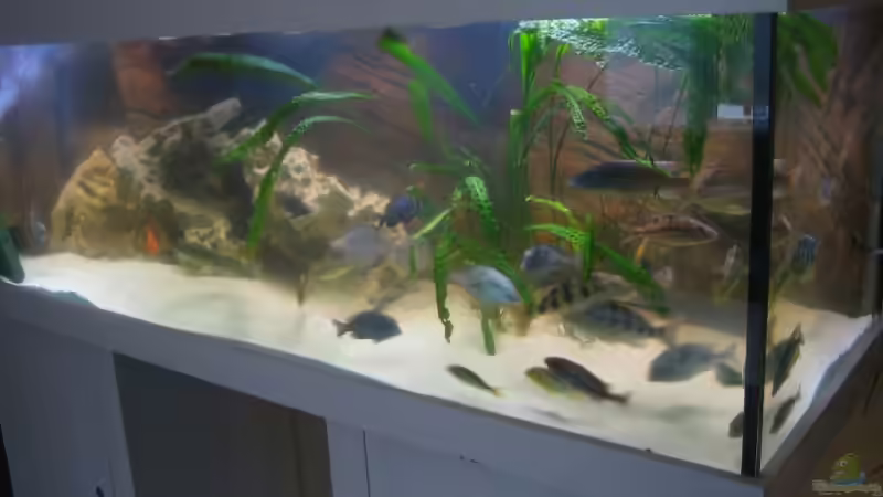 Mein Malawitraum! Erstmal!!! Mein Malawitraum! Erstmal!!!