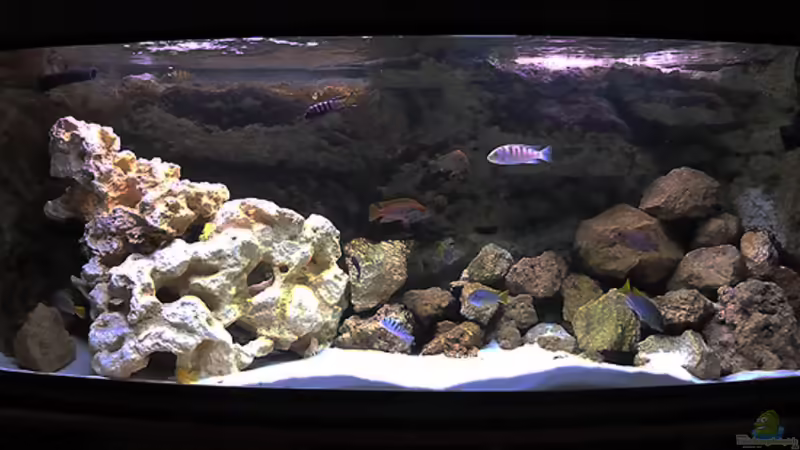 Mein Mbuna Becken Mein Mbuna Becken