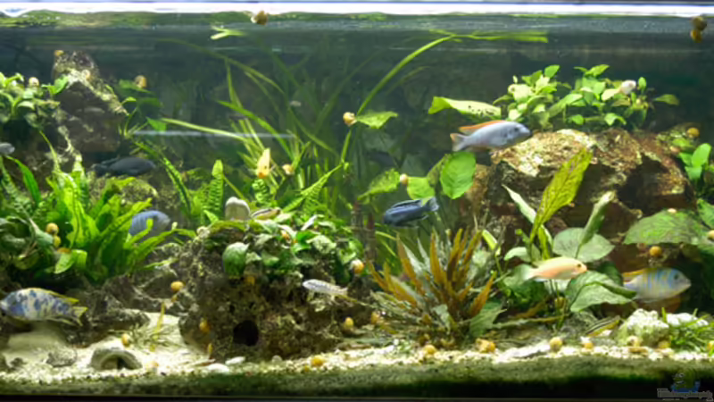 Mein Mbuna-Paradies Mein Mbuna-Paradies