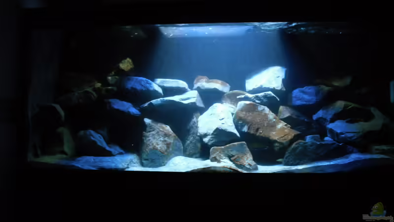 Mein Mbunas Becken Mein Mbunas Becken