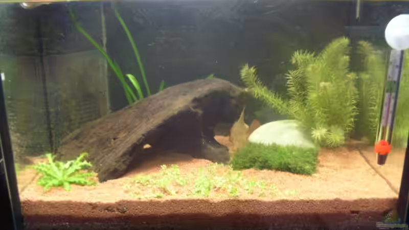 Mein Minibecken Mein Minibecken