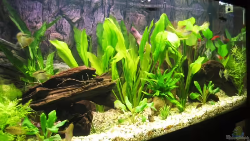 mein `muschi` tv :-) mein `muschi` tv :-)