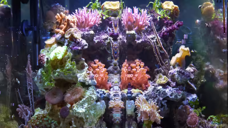 mein Nano-Riff mein Nano-Riff