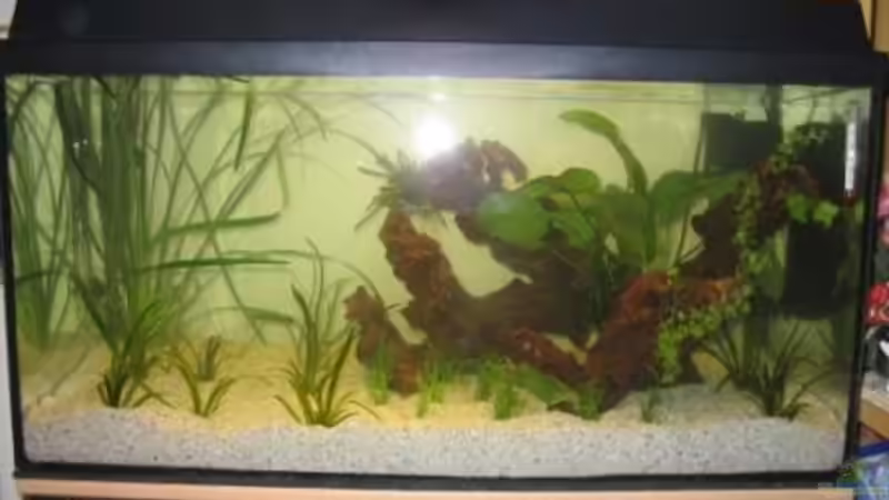 Mein neu eingerichtetes Aquarium Mein neu eingerichtetes Aquarium