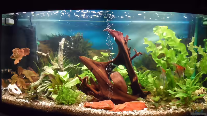 mein neu eingerichtetes Becken im September 2012 mein neu eingerichtetes Becken im September 2012