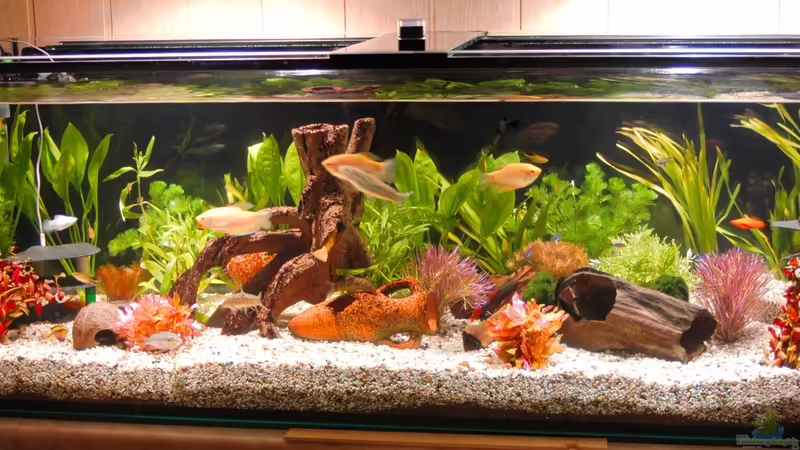 Mein neues Aquarium Mein neues Aquarium