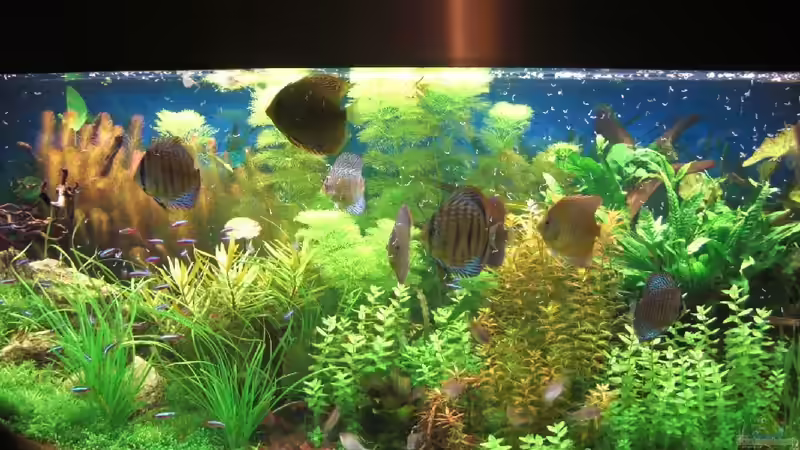 Mein neues Diskus Becken!( nur noch Beispiel gelöscht vor 7 Jahren) Mein neues Diskus Becken!( nur noch Beispiel gelöscht vor 7 Jahren)