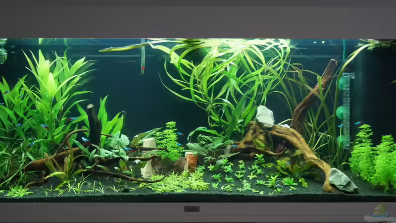 Mein neues Gesellschaftsaquarium Mein neues Gesellschaftsaquarium