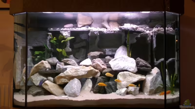 Mein Neues Mein Neues