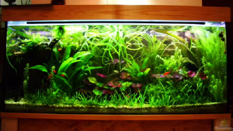 Mein Ruhepol 2006 Mein Ruhepol 2006