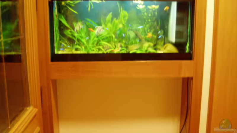 Mein schönes 96 Liter Süd - Mittelamerika Aquarium Mein schönes 96 Liter Süd - Mittelamerika Aquarium