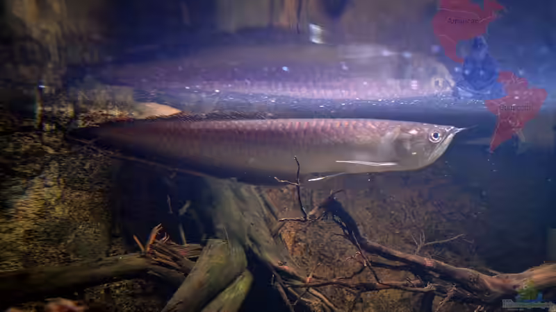 Arowana im Aquarium halten (Einrichtungsbeispiele für Osteoglossum bicirrhosum)