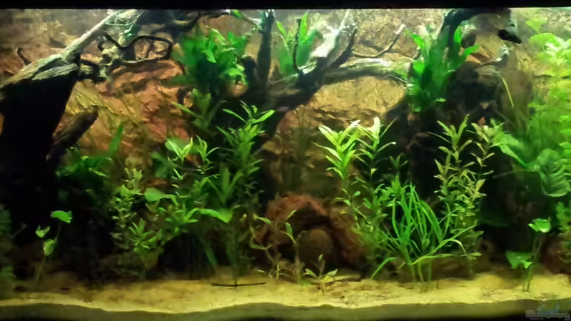 Mein Südamerika Aquarium Mein Südamerika Aquarium