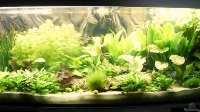 mein Südamerika-Becken mein Südamerika-Becken