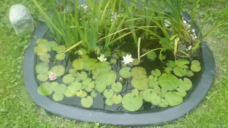 mein teich mein teich