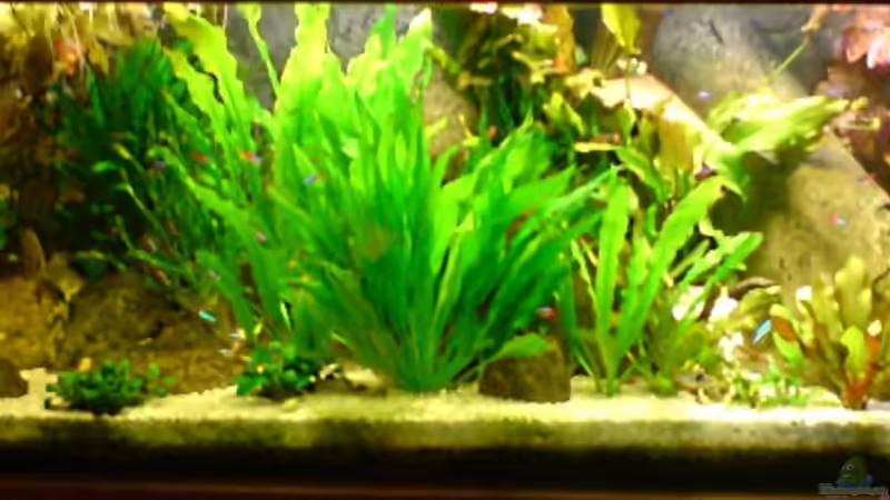 Mein Traum vom Amazonas Mein Traum vom Amazonas