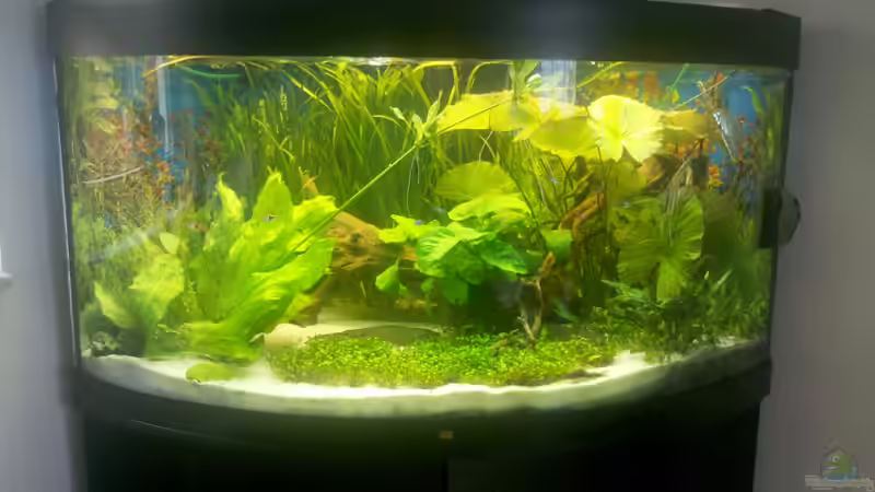 Mein Trigon 350 Mein Trigon 350