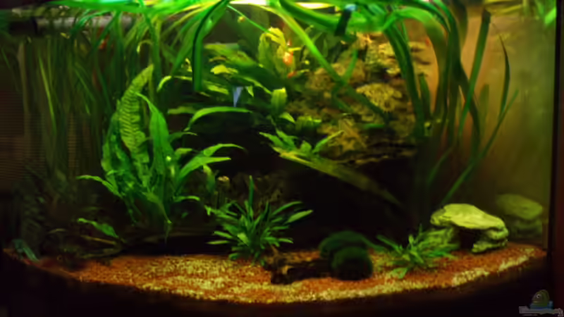 Mein wirbelloses Becken Mein wirbelloses Becken