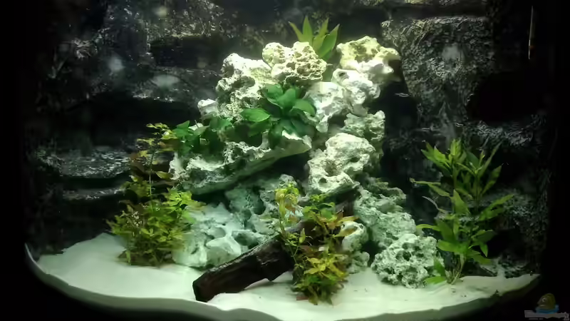 Mein zukünftiges Malawibecken Mein zukünftiges Malawibecken