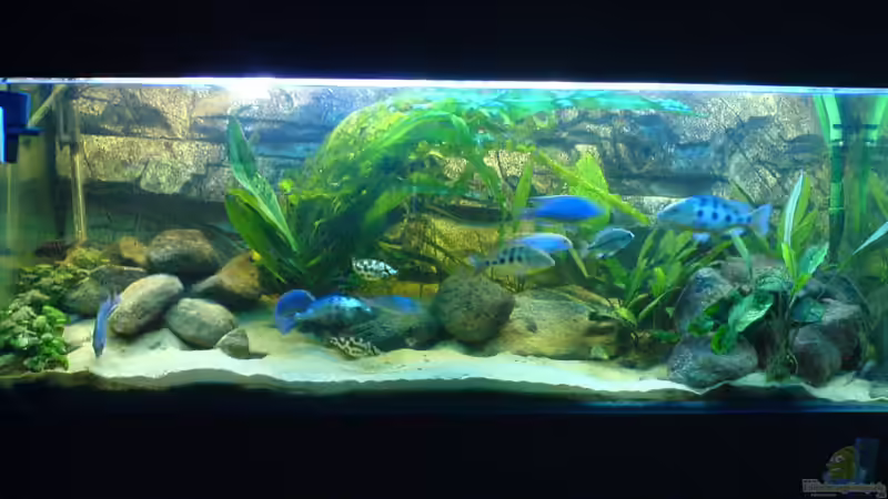 Meine erste foto! Ich mochte jetz updaten! Meine erste foto! Ich mochte jetz updaten!