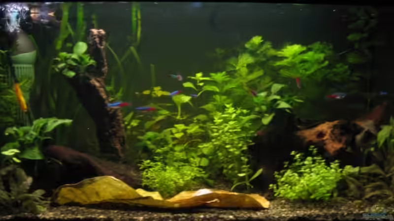 Meine grüne Hölle! Meine grüne Hölle!