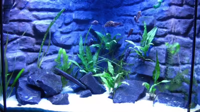 Meine Lieblinge Meine Lieblinge