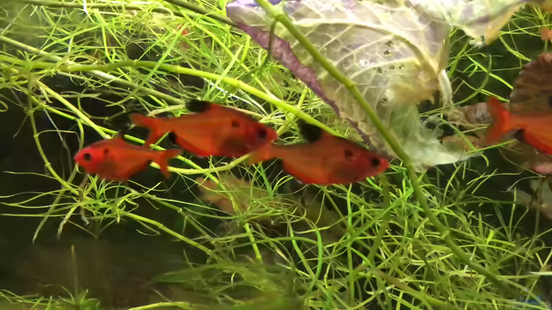 MEINE LIEBLINGSFISCHE ??? Teil Eins SALMLER