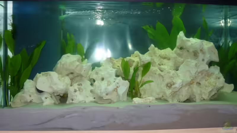 Meine Malawibecken Meine Malawibecken