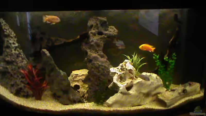 Meine Malawis Meine Malawis