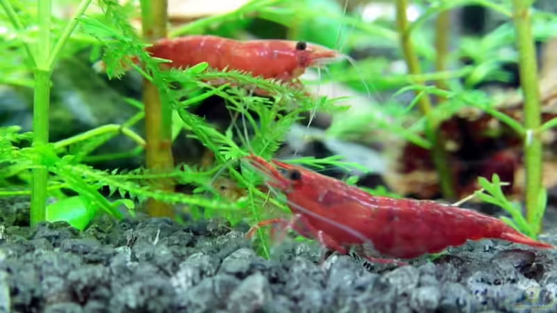 meine schönen :) meine schönen :)