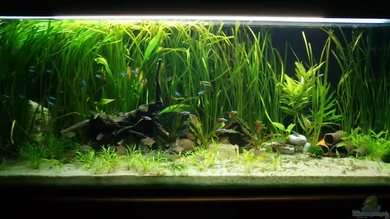 meine Unterwasserwelt meine Unterwasserwelt