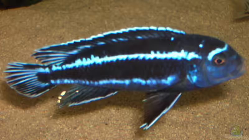 Melanochromis vermivorus im Aquarium halten (Einrichtungsbeispiele für Stahlblauer Maulbrüter)