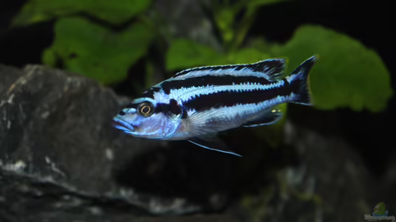 Aquarien mit Melanochromis kaskazini (Northern blue)