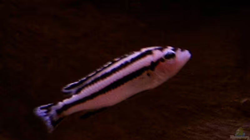 Einrichtungsbeispiele für Aquarien mit Melanochromis parallelus