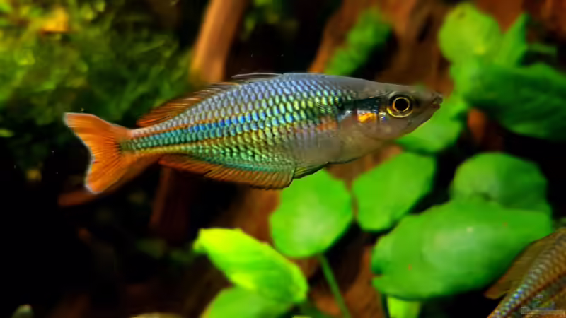 Aquarien mit Melanotaenia picta (Einrichtungsbeispiele für Melanotaenia sp. Aru II)