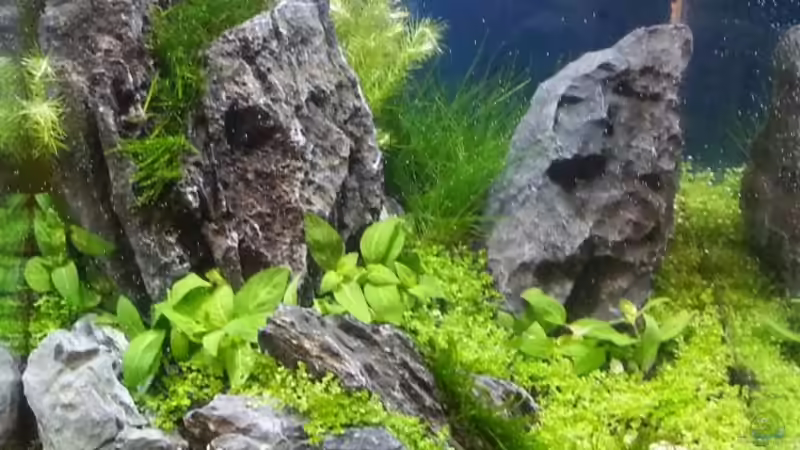 Messe Becken Heimtiermesse Magdeburg 5.4.13 Messe Becken Heimtiermesse Magdeburg 5.4.13