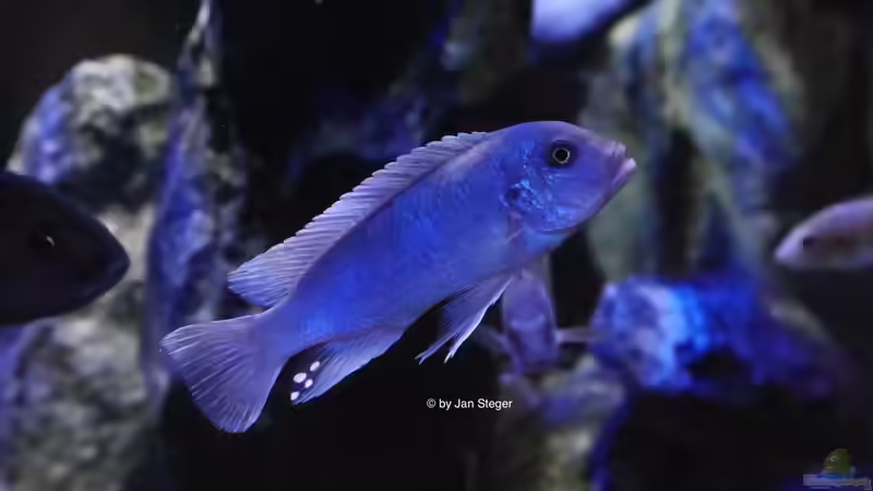 Einrichtungsbeispiele mit Metriaclima callainos (Kobalt Zebra)