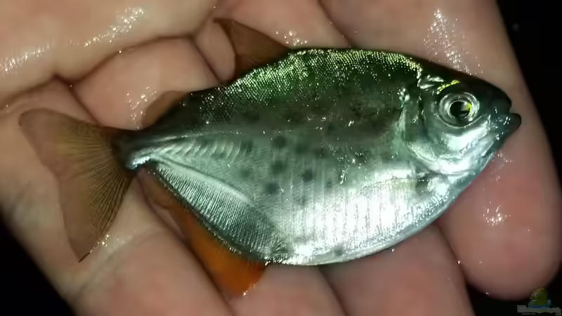 Aquarien mit Metynnis maculatus (Gepunkteter Scheibensalmler)