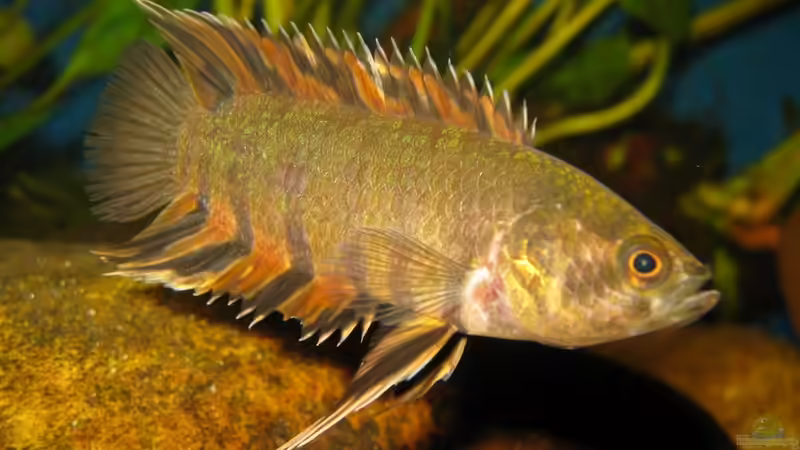 Aquarien mit Microctenopoma ansorgii (Orange-Buschfisch)